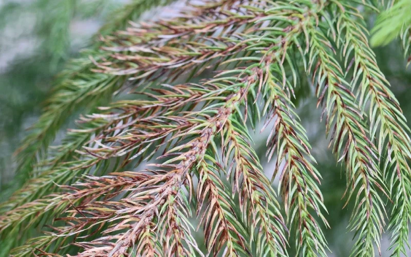 بیماری های مختص درخت کاج