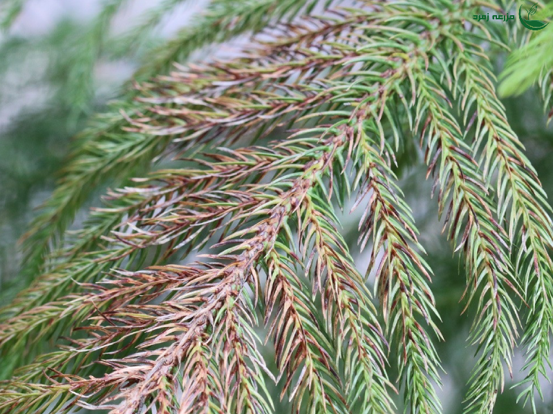 بیماری های مختص درخت کاج