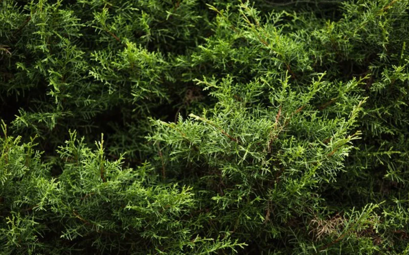 معرفی گیاهان همیشه سبز برای حیاط و باغچه (زیبایی چهار فصل)