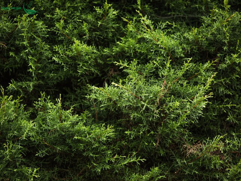 معرفی گیاهان همیشه سبز برای حیاط و باغچه (زیبایی چهار فصل)