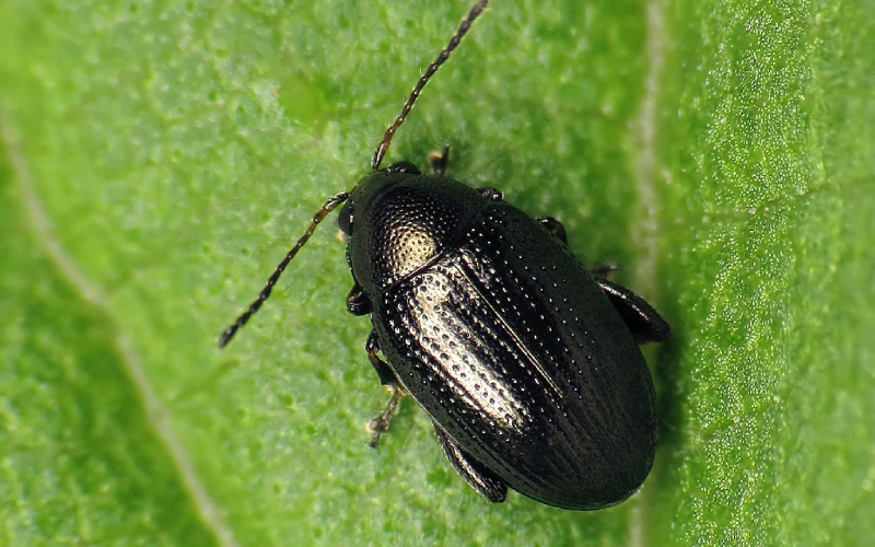 کک چغندر قند؛ دشمن پنهان مزارع شما!