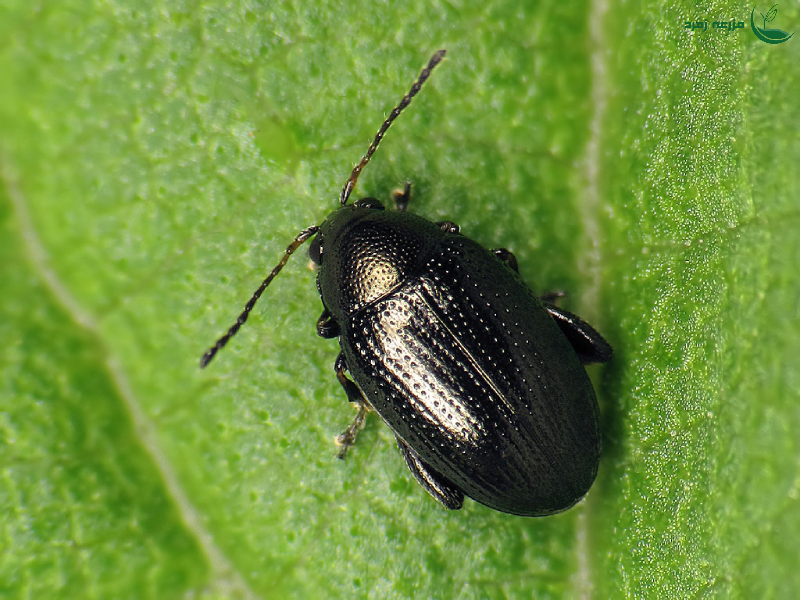 کک چغندر قند؛ دشمن پنهان مزارع شما!