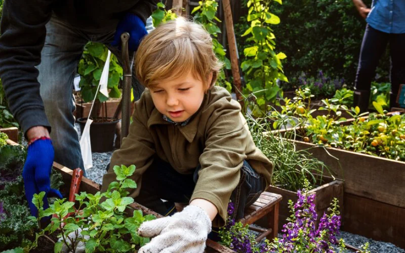 20بیماری رایج گوجه فرنگی