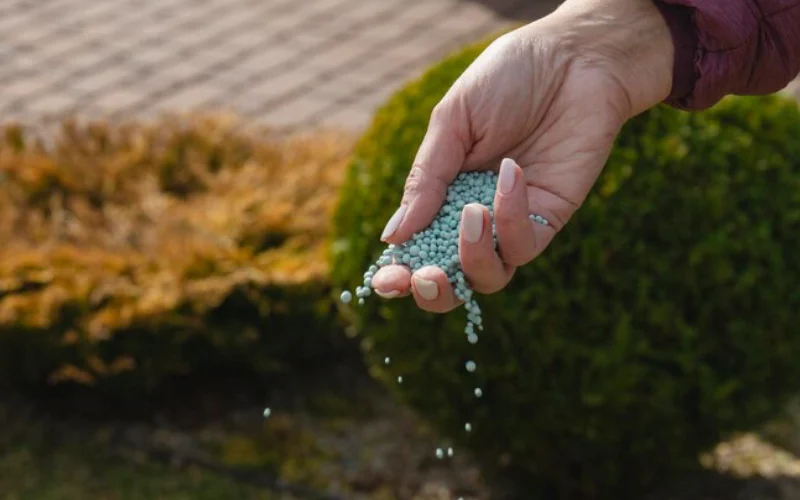 بهترین کود برای باروری درخت