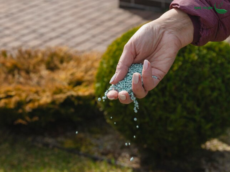 بهترین کود برای باروری درخت