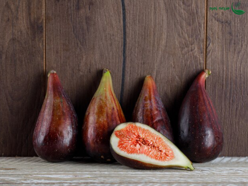 کود مناسب برای انجیر