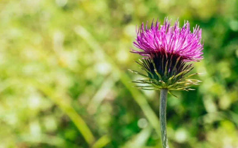 معرفی گل گندمی این گل زیبا