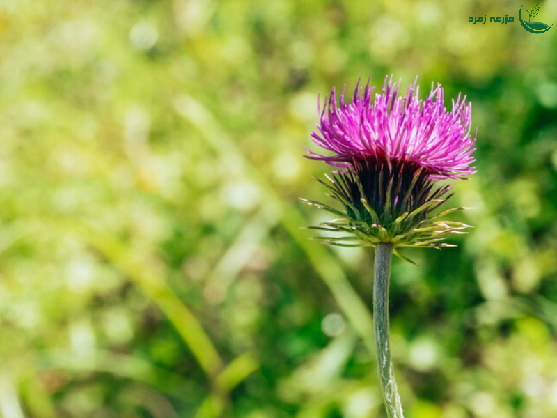 معرفی گل گندمی این گل زیبا