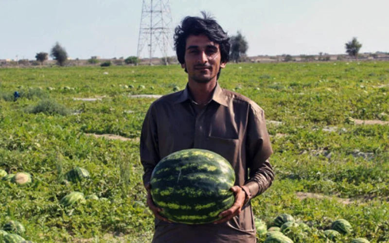 یلدای پر بار با مزرعه زمرد