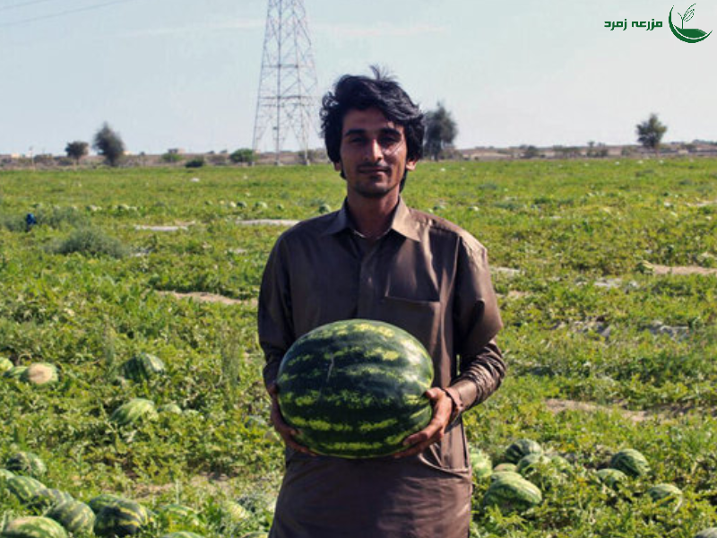 یلدای پر بار با مزرعه زمرد