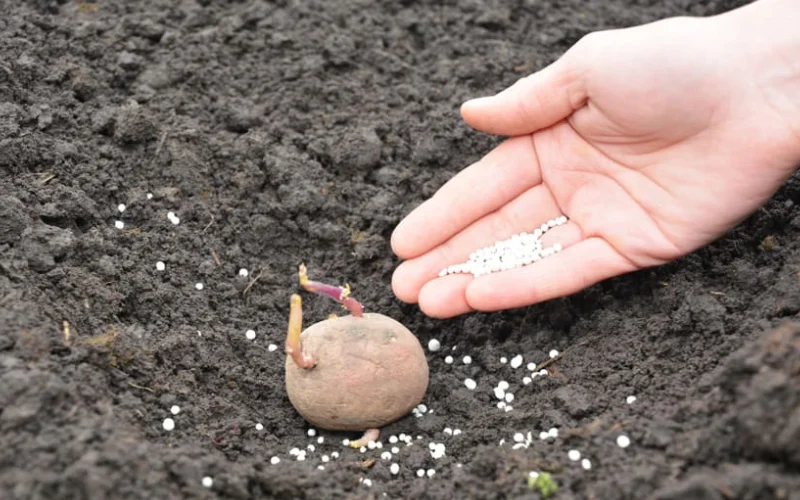 4 نکته ناگفته درزمینه کاشت سیب زمینی که باید زودتر می_دانستید