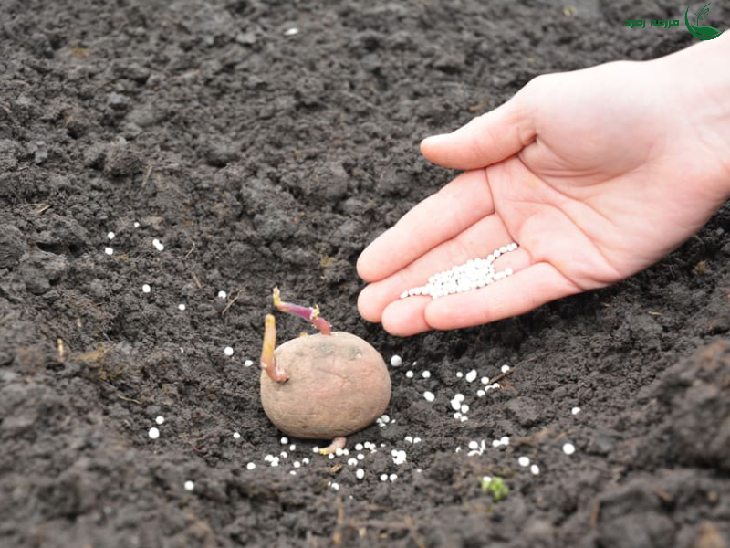4 نکته ناگفته درزمینه کاشت سیب زمینی که باید زودتر می_دانستید