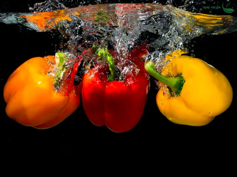 کشت‌آب فلفل دلمه ای