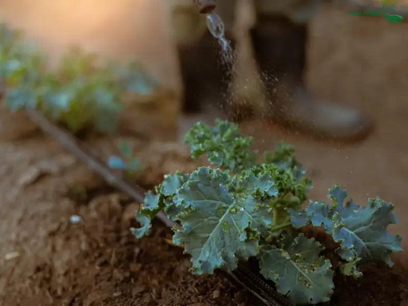 آبیاری زیر سطحی