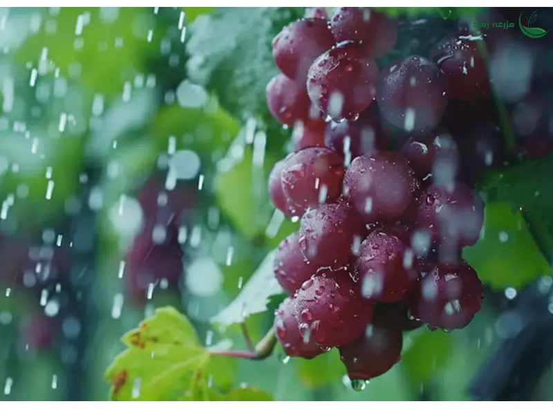 آبیاری درخت انگور
