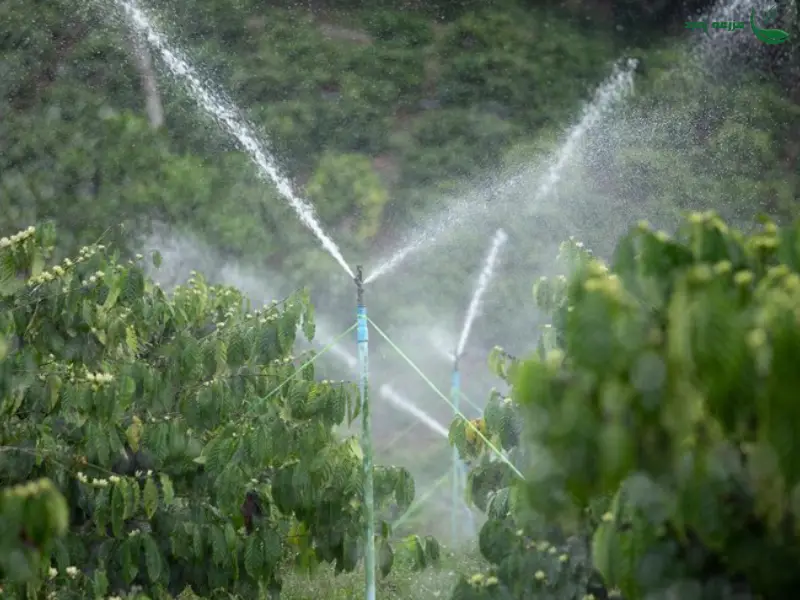 آبیاری بارانی