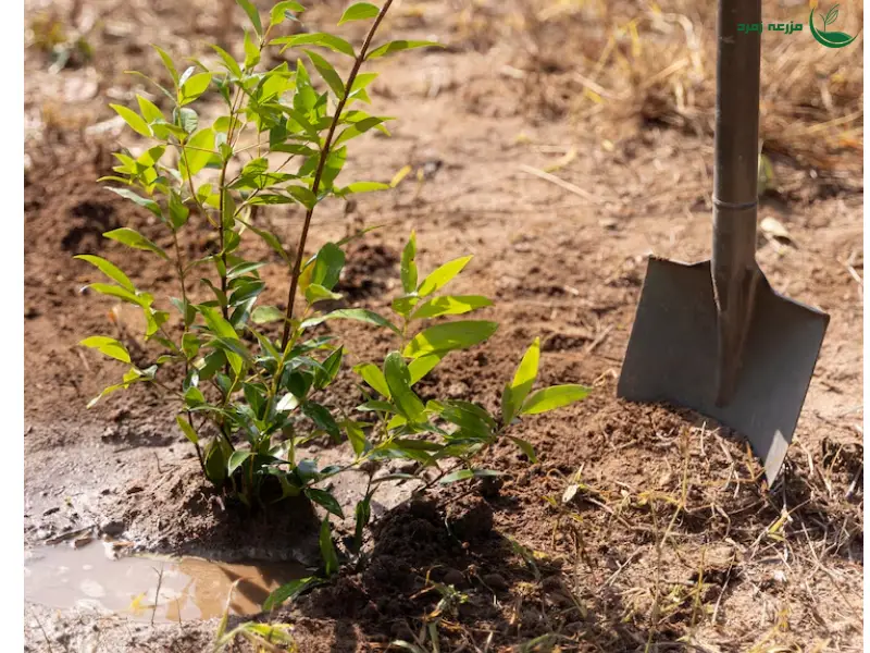 آبیاری حوضچه ای