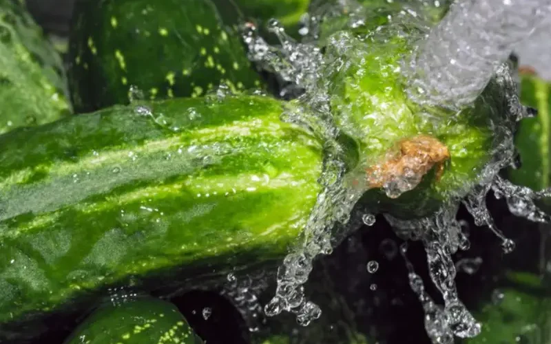 آبیاری خیار