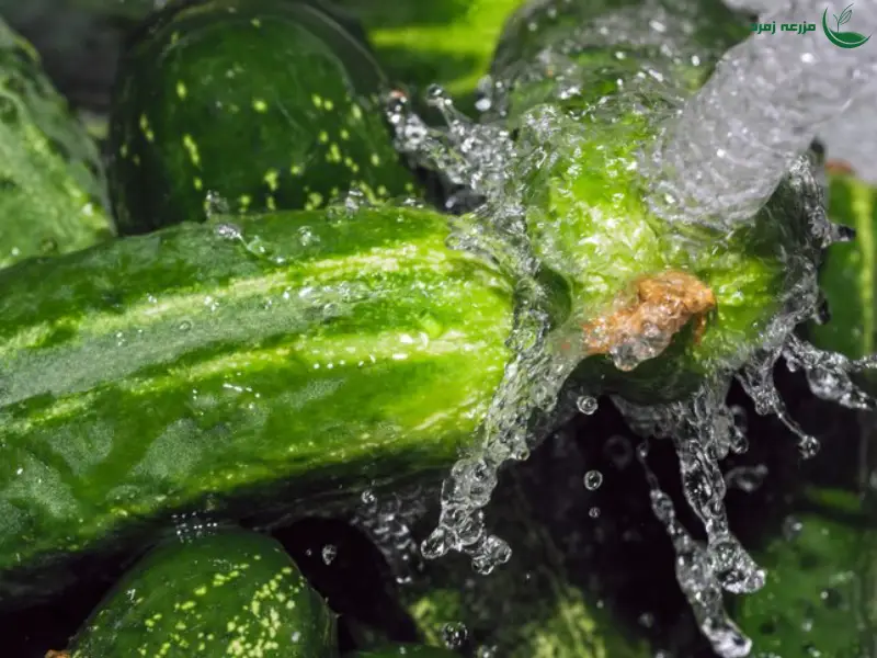 آبیاری خیار