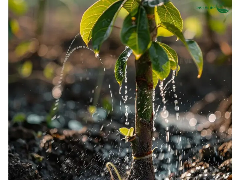 آبیاری درخت گردو