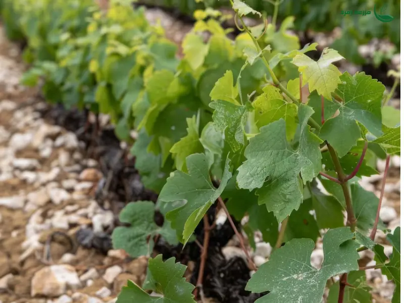 آبیاری زیر سطحی