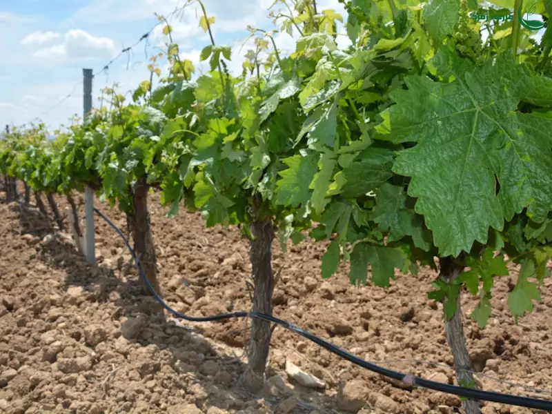 آبیاری قطره ای