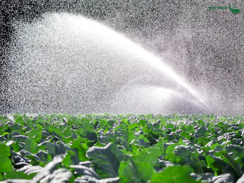 آبیاری قطره ای خیار