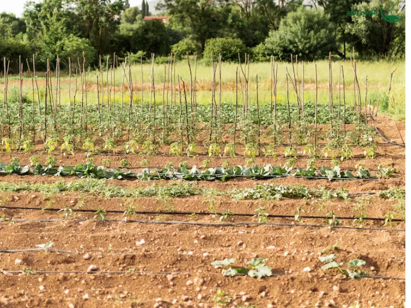 آبیاری کرتی