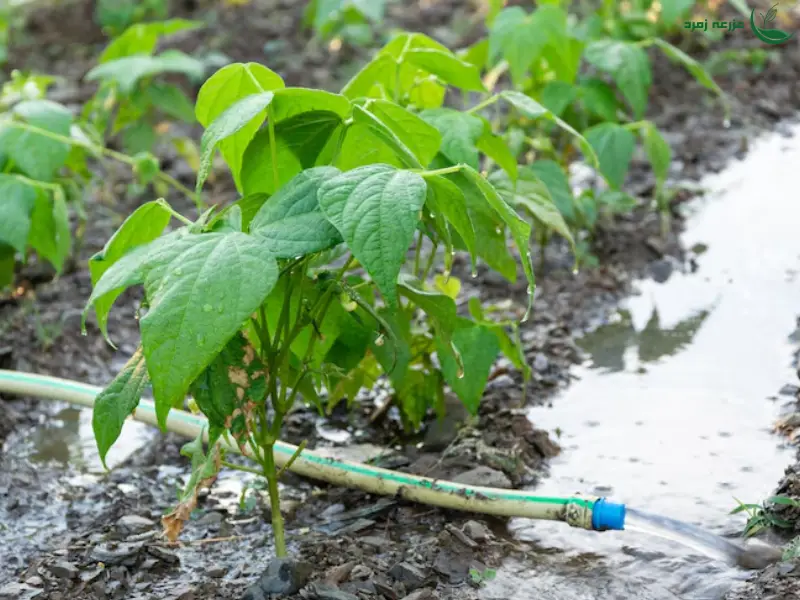 آبیاری کرتی خیار