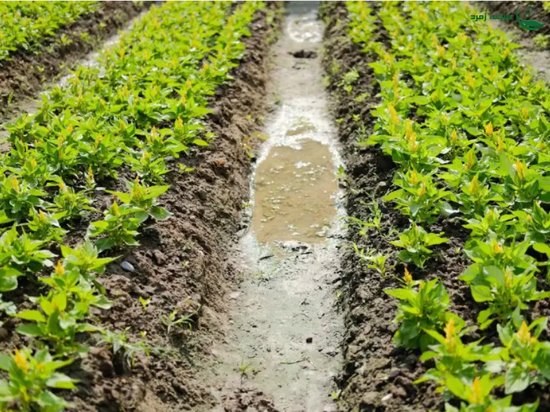 آبیاری کرتی