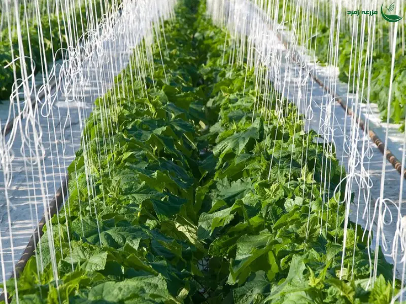 آبیاری گلخانه ای