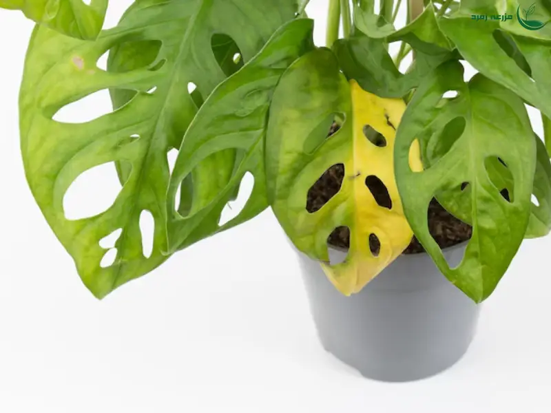 آفت گیاهان آپارتمانی