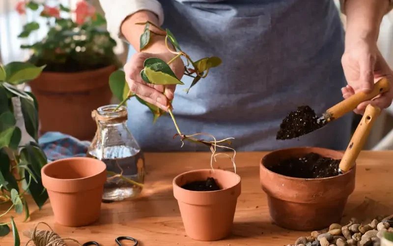 آموزش گام به گام قلمه زدن