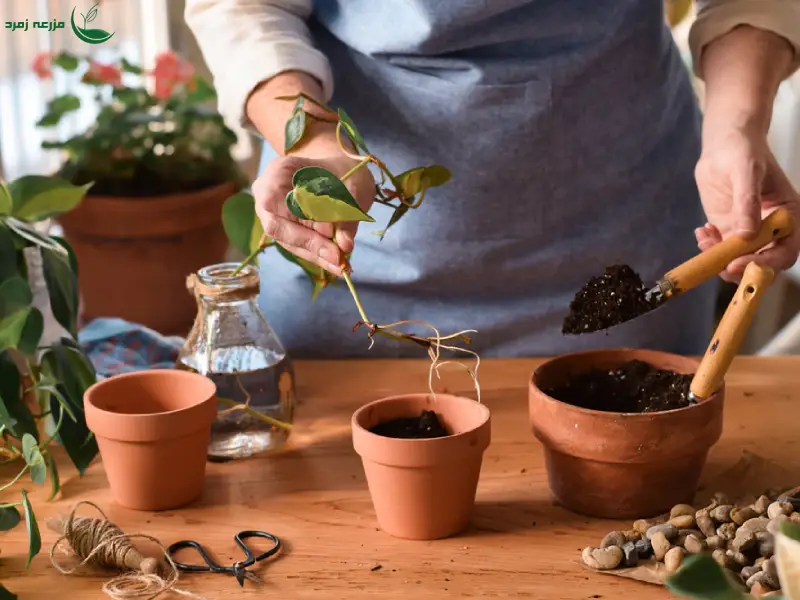 آموزش گام به گام قلمه زدن