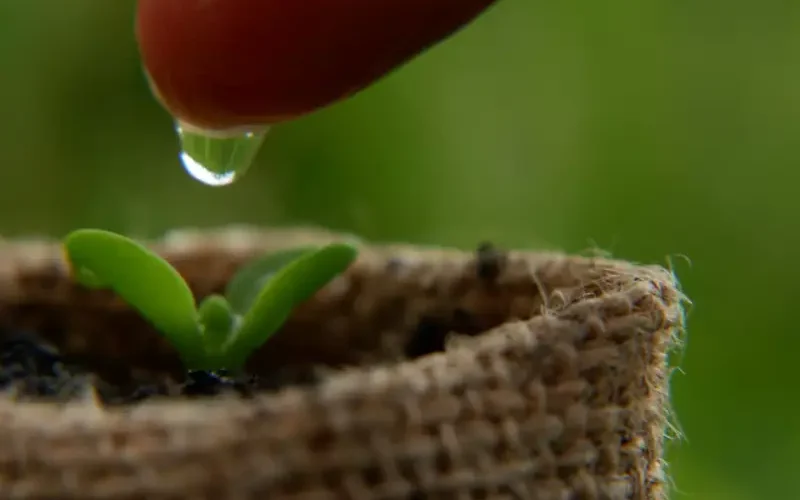 کم آبیاری چیست؟