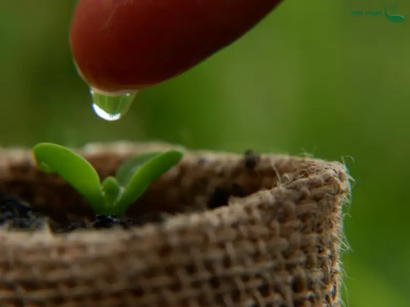 کم آبیاری چیست؟