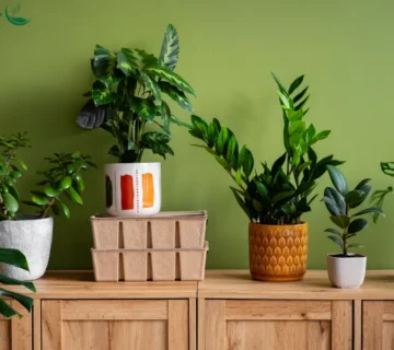 تصفیه هوای گیاهی