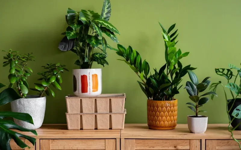 تصفیه هوای گیاهی