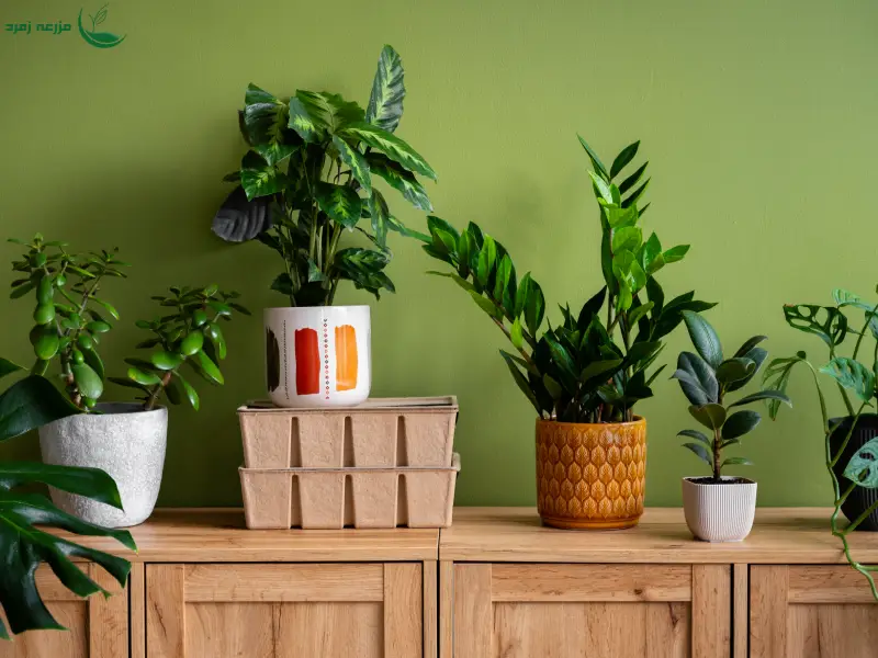 تصفیه هوای گیاهی