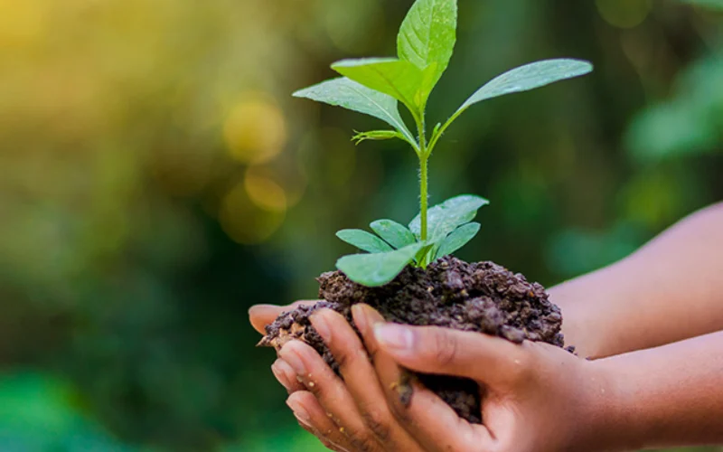 خرید بذرهای مناسب برای شرایط آب و هوایی مختلف