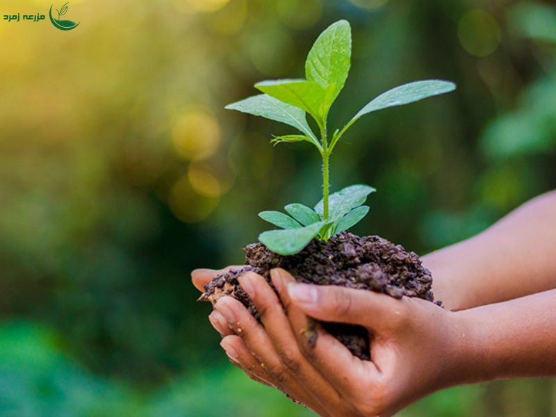 خرید بذرهای مناسب برای شرایط آب و هوایی مختلف