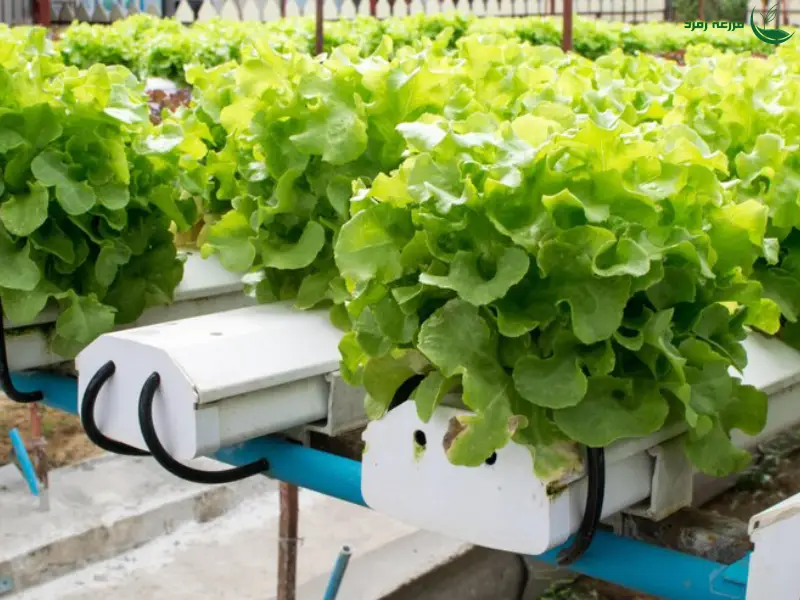 روش فیتیله ای