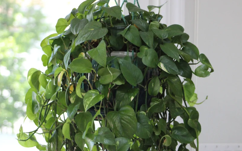 روش پرپشت کردن پتوس