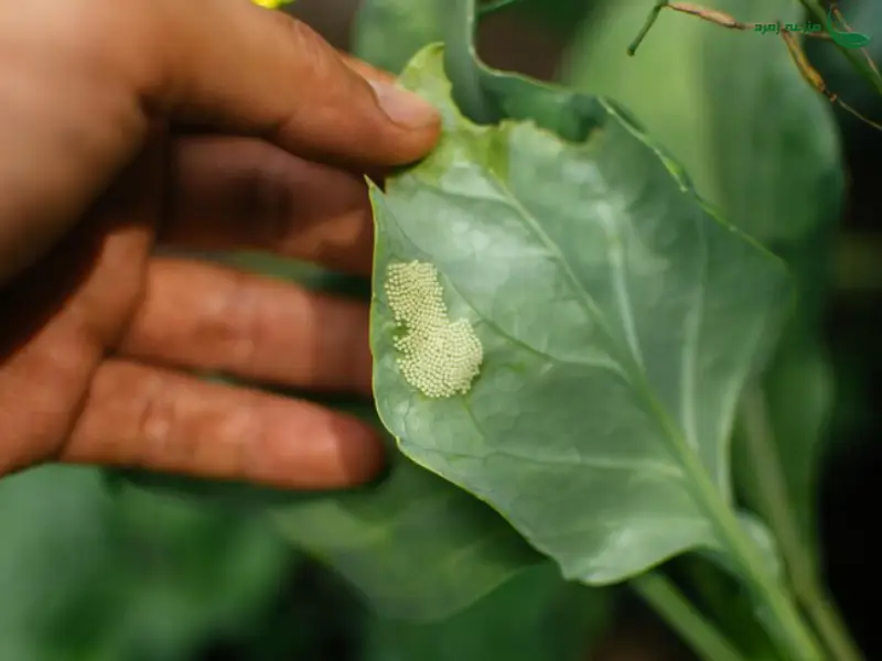 سفیده بزرگ کلم