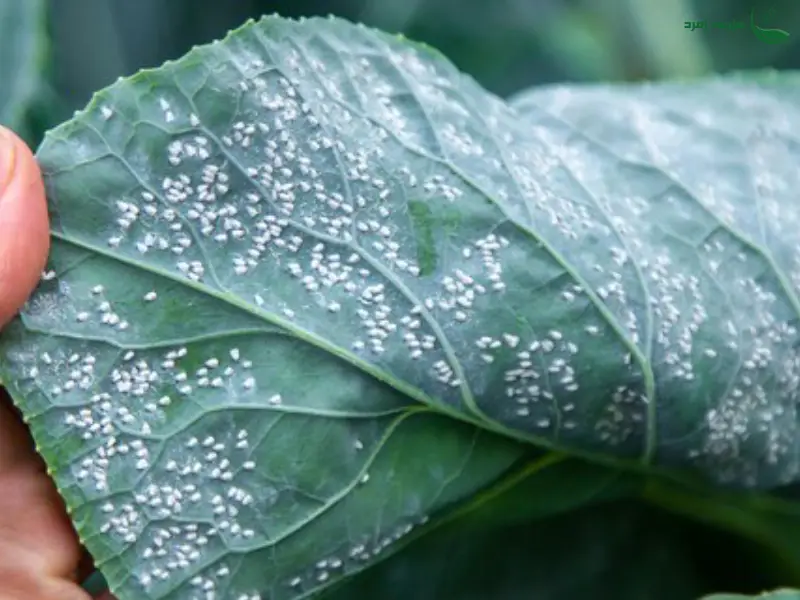 سفیده کوچک کلم