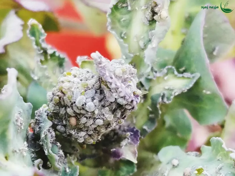 شته مومی کلم