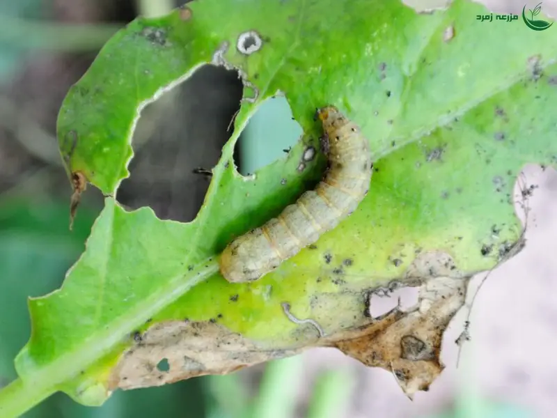 علائم گرم برگخوار