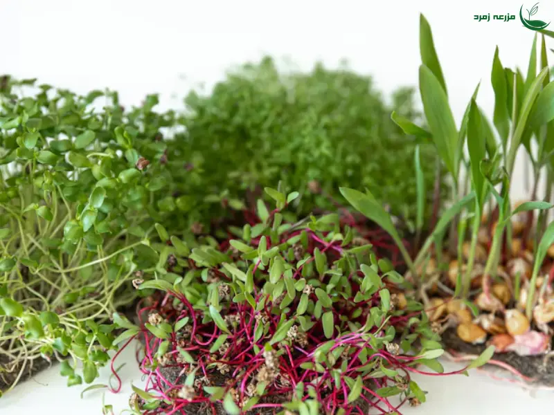 علف های هرز خوراکی