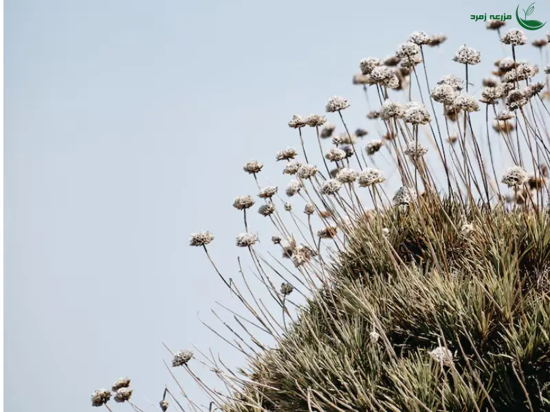 علف هرز بابانک