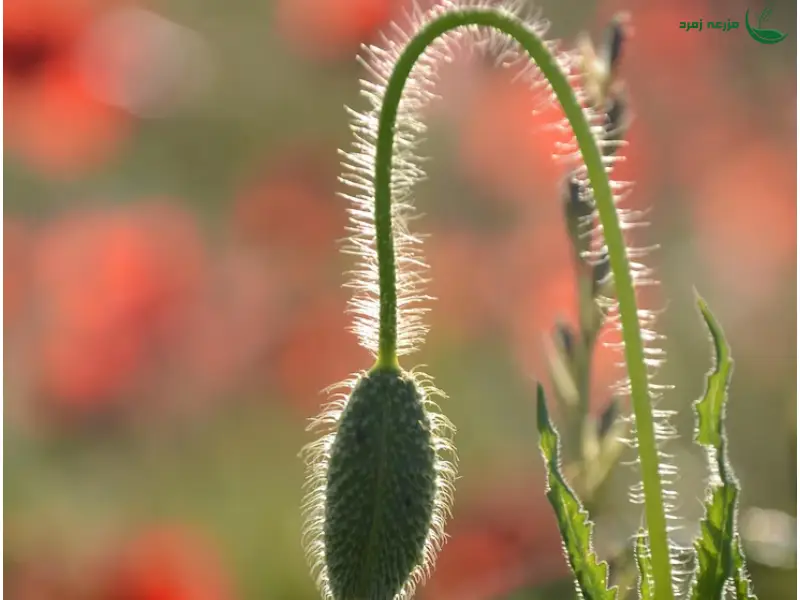 علف هرز خشخاش